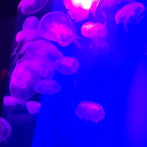 Meet your Posher, Sweta